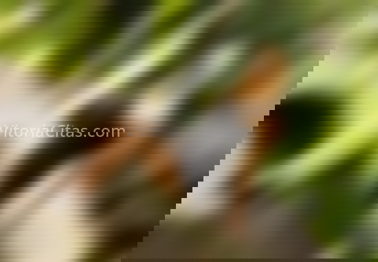 Karla, chica egipcia. 651616065. Citas en VITORIA, VITORIA. www.vitoriacitas.com.