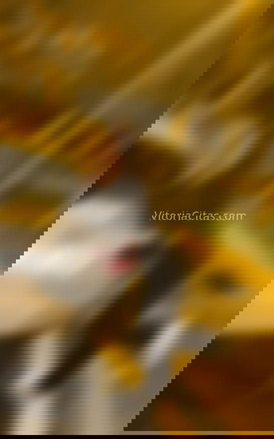 Gabriela, trans colombiana. 624771985. Citas en VITORIA, VITORIA. www.vitoriacitas.com.